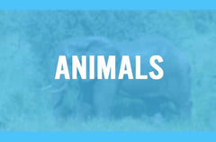 Wildlife / Animals